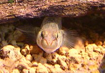 ���s�P�\��