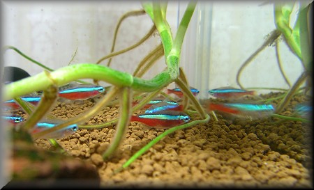 2005�N�̐����B�J�[�W�i���ɃO���[�h�A�b�v���܂���^^;