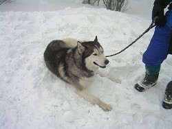 �R���ŏo����������R