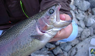 ����ς�q��������ɗ{�B�ł���