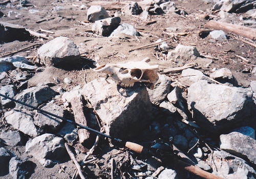 sikaatama.jpg(123181 byte)