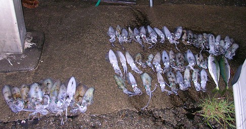 ���܂�ɏ������̂̓����[�X���܂���